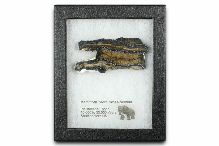Mammoth Molar Slice With Case - South Carolina #377853